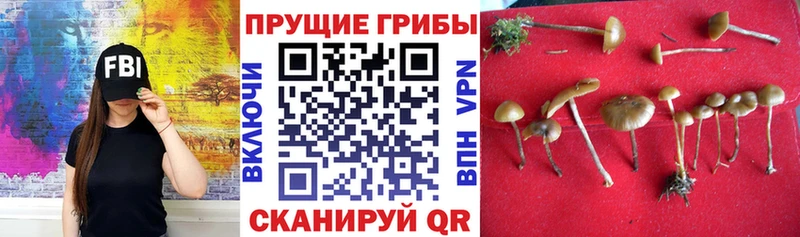 Галлюциногенные грибы прущие грибы Перевоз